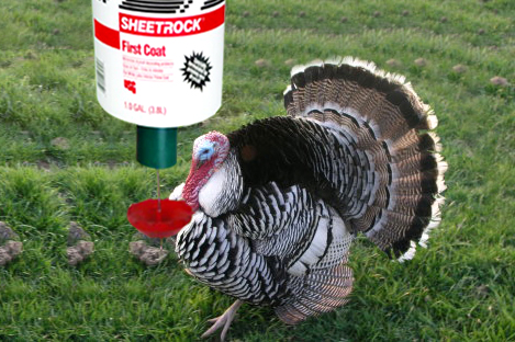 Narragansett Turkey Using Automatic Turkey Feeder
